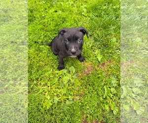 American Staffordshire Terrier-Unknown Mix Dogs for adoption in Duluth, MN, USA