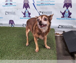 Chihuahua-Unknown Mix Dogs for adoption in Orlando, FL, USA