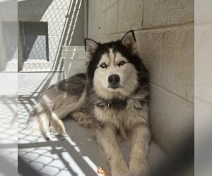 Siberian Husky Dogs for adoption in Hemet, CA, USA