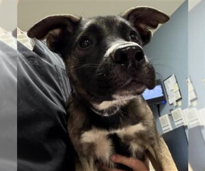 German Shepherd Dog Dogs for adoption in Riverside, CA, USA