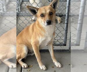 Chihuahua Dogs for adoption in Bakersfield, CA, USA