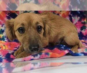 Chihuahua Dogs for adoption in HESPERIA, CA, USA