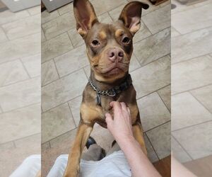 American Staffordshire Terrier-Bulldog Mix Dogs for adoption in Arlington, VA, USA