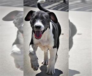 American Pit Bull Terrier-Jack Russell Terrier Mix Dogs for adoption in Monticello, IA, USA