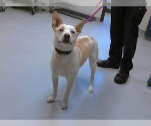 Mutt Dogs for adoption in Fayetteville, NC, USA