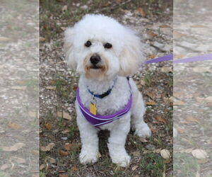 Poodle (Miniature)-Unknown Mix Dogs for adoption in Bandera, TX, USA