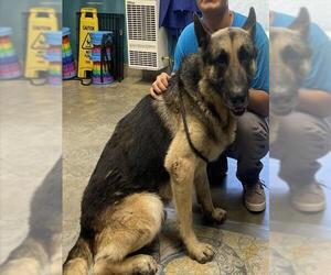 German Shepherd Dog Dogs for adoption in Camarillo, CA, USA
