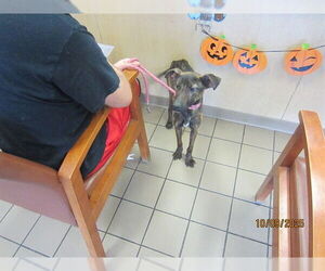 Labrador Retriever-Unknown Mix Dogs for adoption in Ocala, FL, USA