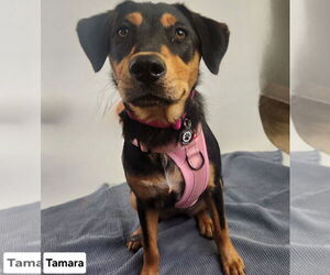 Rottweiler-Unknown Mix Dogs for adoption in Princeton, MN, USA