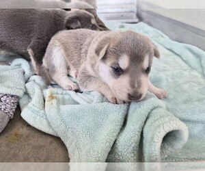 German Shepherd Dog-Unknown Mix Dogs for adoption in Corona, CA, USA