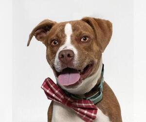 American Pit Bull Terrier Dogs for adoption in Santa Maria, CA, USA