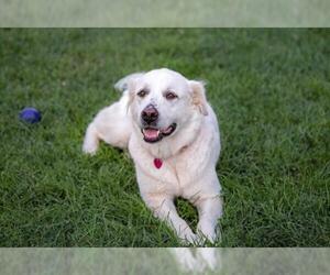 Great Pyrenees Dogs for adoption in Clovis, CA, USA