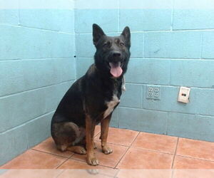 Mutt Dogs for adoption in Downey, CA, USA