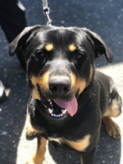 Rottweiler Dogs for adoption in Sonora, CA, USA