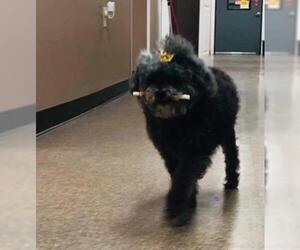 Poodle (Miniature) Dogs for adoption in Newport, KY, USA