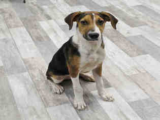 Treeing Walker Coonhound Dogs for adoption in Lufkin, TX, USA