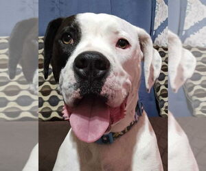 Boxer-Unknown Mix Dogs for adoption in Germantown, OH, USA