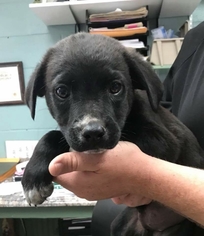 Labrador Retriever Dogs for adoption in Clarkesville, GA, USA