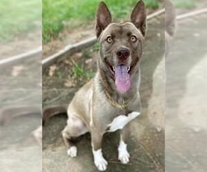 Siberian Husky-Unknown Mix Dogs for adoption in Sacramento, CA, USA