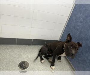 American Pit Bull Terrier Dogs for adoption in Fort Collins, CO, USA