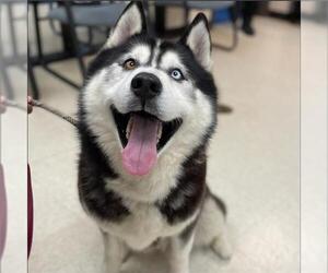 Siberian Husky Dogs for adoption in Sugar Land, TX, USA
