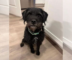 Mutt Dogs for adoption in Grafton, WI, USA