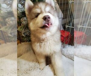 Siberian Husky Dogs for adoption in Irvine, CA, USA