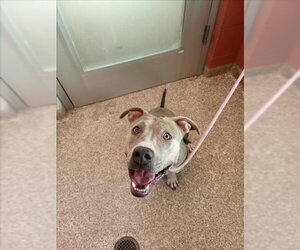 Bullboxer Pit Dogs for adoption in Pueblo, CO, USA