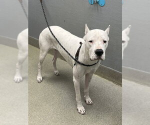 Argentinian Mastiff-Unknown Mix Dogs for adoption in Las Vegas, NV, USA