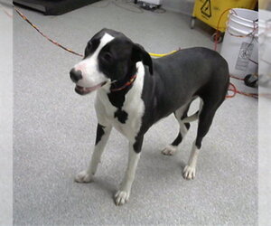 American Pit Bull Terrier-Unknown Mix Dogs for adoption in Pasadena, TX, USA