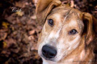 Small Australian Shepherd-Collie Mix