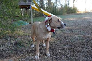 Bullboxer Pit Dogs for adoption in Albemarle, NC, USA