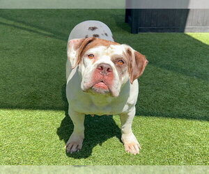 Bulldog-Staffordshire Bull Terrier Mix Dogs for adoption in Orange, CA, USA