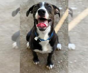 American Pit Bull Terrier-Unknown Mix Dogs for adoption in Riverside, CA, USA