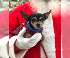 Chihuahua Dogs for adoption in Bridgewater, NJ, USA
