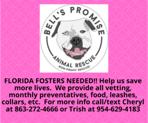 Olde Bulldog Dogs for adoption in Lakeland, FL, USA
