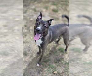 Mutt Dogs for adoption in Martinsburg, WV, USA