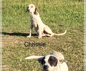 Labrador Retriever-Unknown Mix Dogs for adoption in Slidell, LA, USA