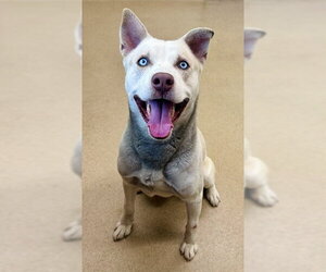 Siberian Husky Dogs for adoption in Derwood, MD, USA