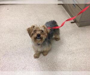 Mutt Dogs for adoption in Riverside, CA, USA