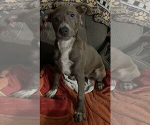 Mutt Dogs for adoption in Albemarle, NC, USA