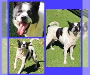 Border Collie-Unknown Mix Dogs for adoption in Clyde, NC, USA