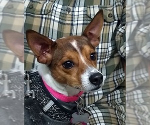 Jack-Rat Terrier Dogs for adoption in Ellijay, GA, USA