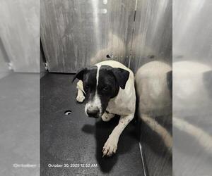 American Staffordshire Terrier-Unknown Mix Dogs for adoption in San Antonio, TX, USA