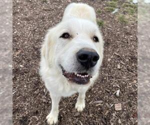 Great Pyrenees Dogs for adoption in Jasper, IN, USA
