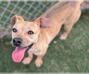 Beagle-Unknown Mix Dogs for adoption in Texas City, TX, USA