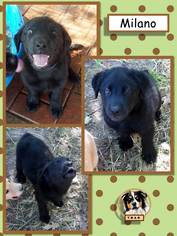 Labrador Retriever-Unknown Mix Dogs for adoption in Malakoff, TX, USA