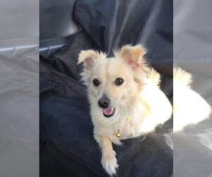 Chion Dogs for adoption in San Diego , CA, USA