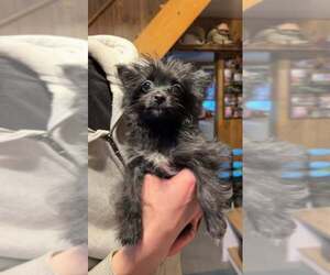 Chihuahua Dogs for adoption in Mechanicsburg, PA, USA
