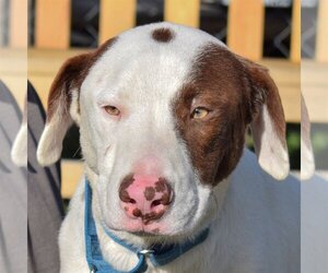 Boxer-Chocolate Labrador retriever Mix Dogs for adoption in Huntley, IL, USA